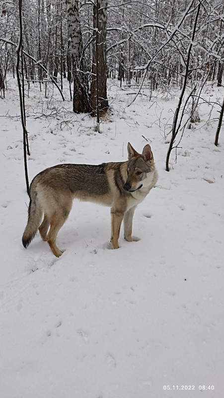 Dog Photo