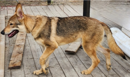 Dog Photo