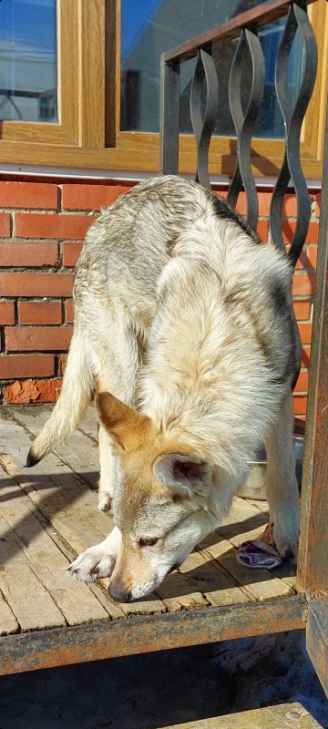 Dog Photo