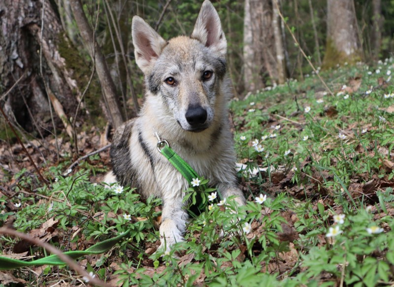 Dog Photo