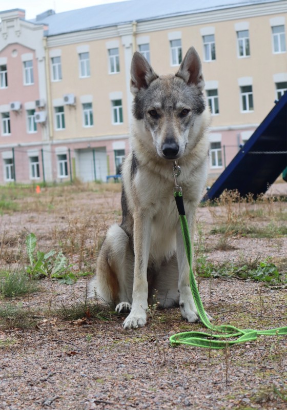 Dog Photo