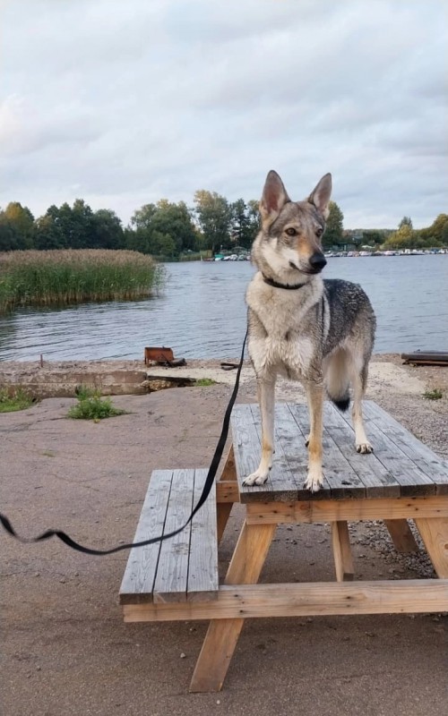 Dog Photo
