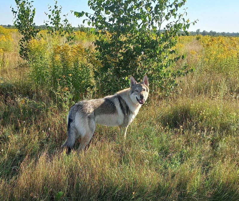 Dog Photo