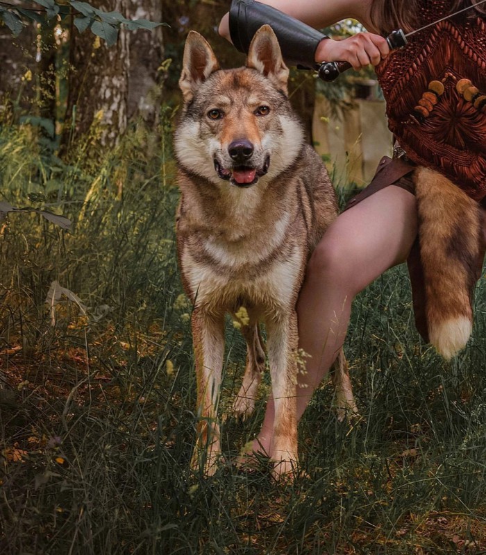 Dog Photo