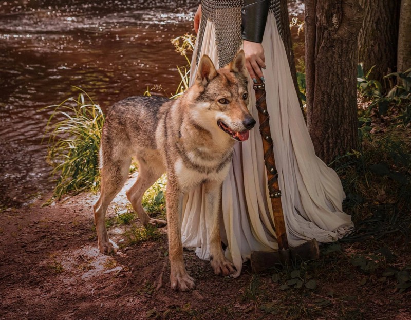 Dog Photo