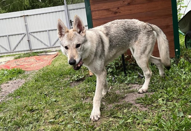 Dog Photo