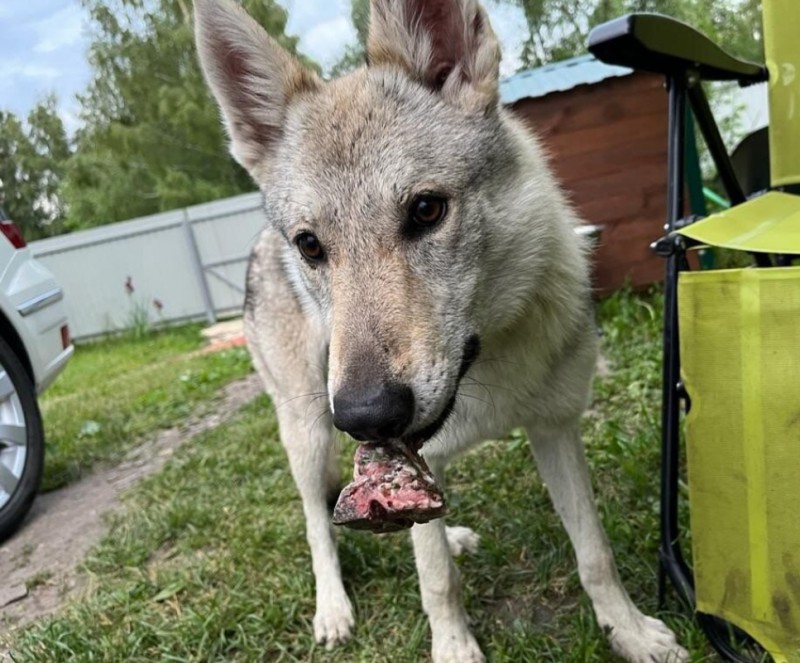 Dog Photo