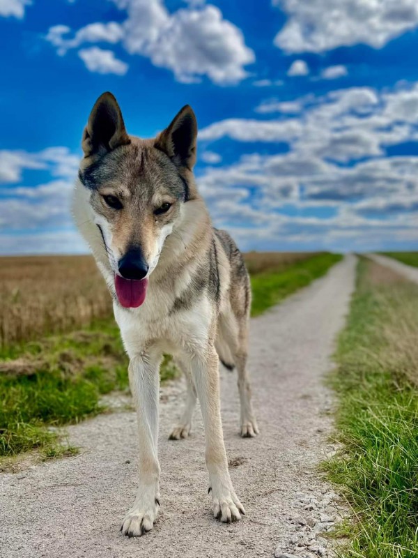 Dog Photo