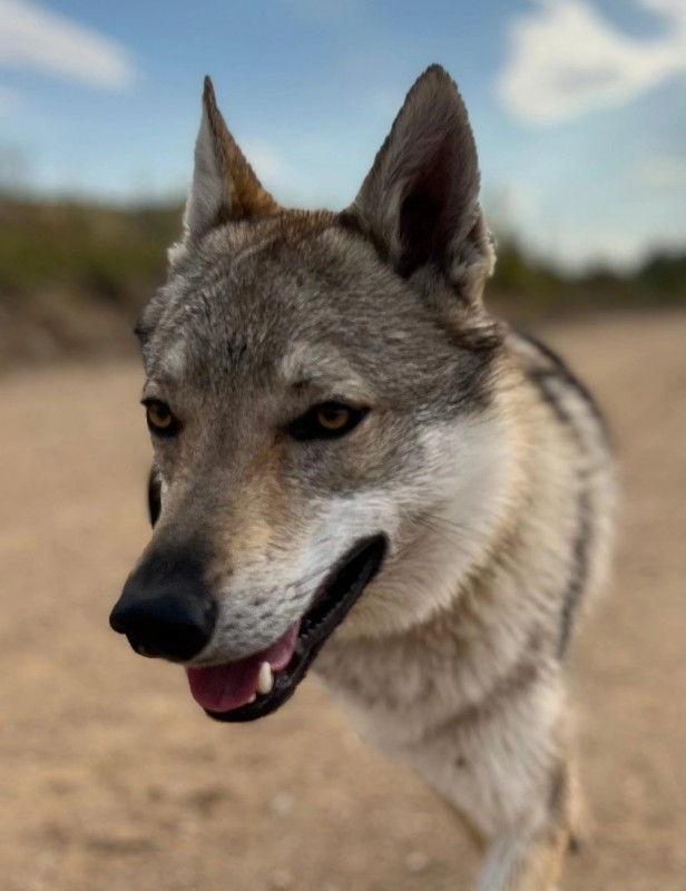 Dog Photo