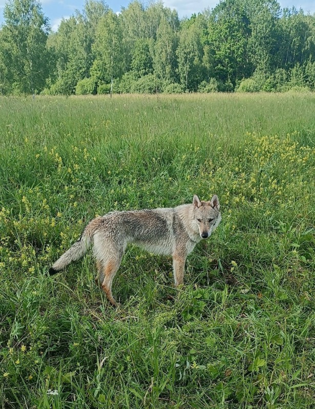 Dog Photo