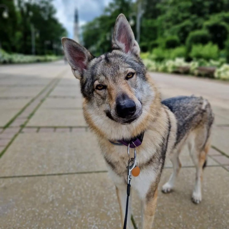 Dog Photo