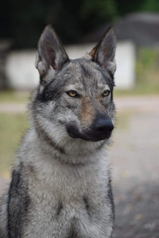 Dog Photo