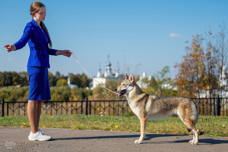 Dog Photo