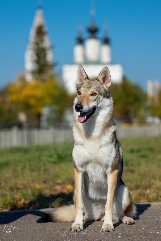 Dog Photo