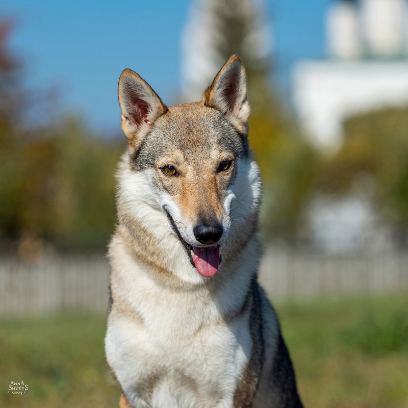 Dog Photo