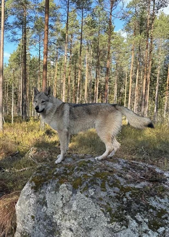 Dog Photo