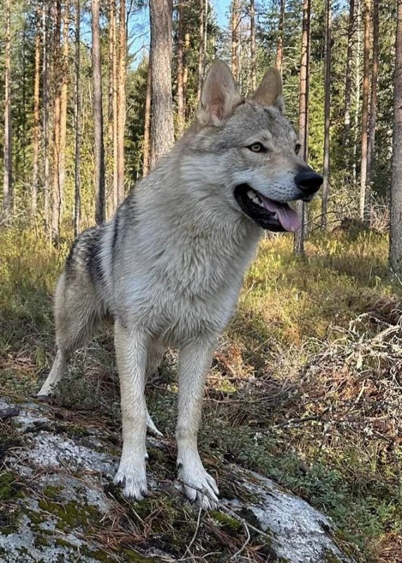 Dog Photo