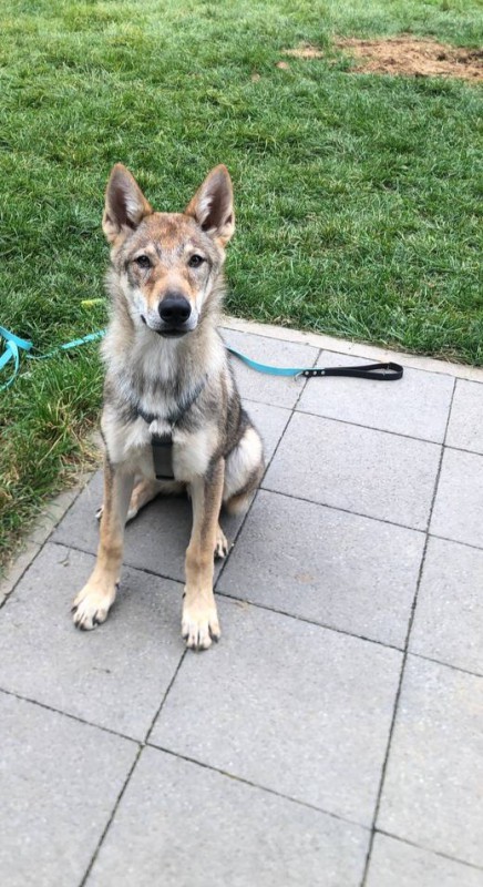 Dog Photo