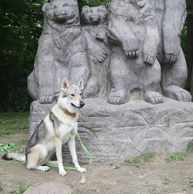 Dog Photo