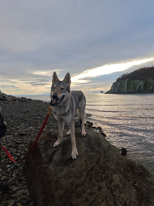 Dog Photo