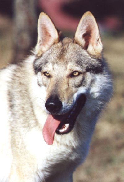 Dog Photo
