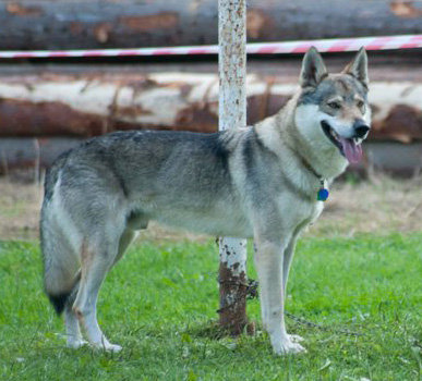 Dog Photo