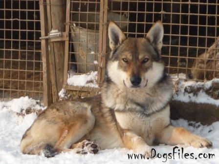 Dog Photo
