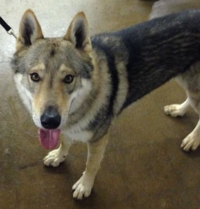 Dog Photo