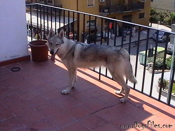 Dog Photo