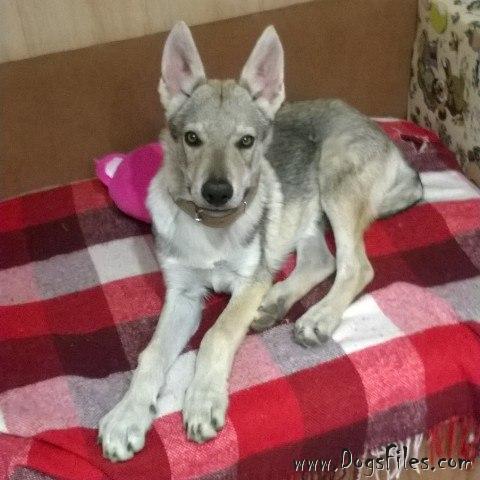 Dog Photo