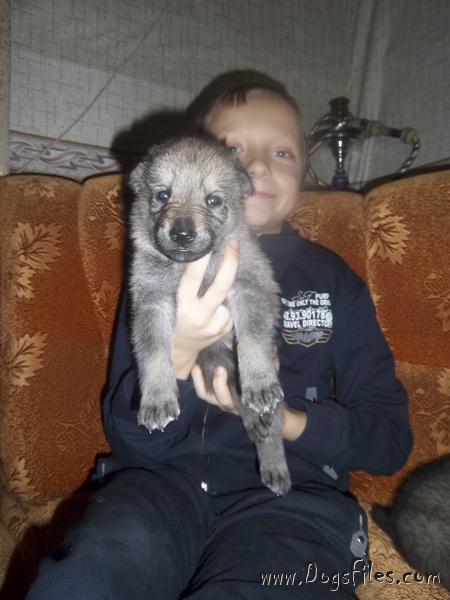 Dog Photo