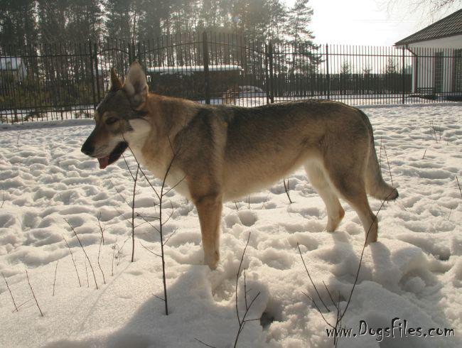 Dog Photo