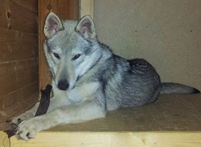 Dog Photo