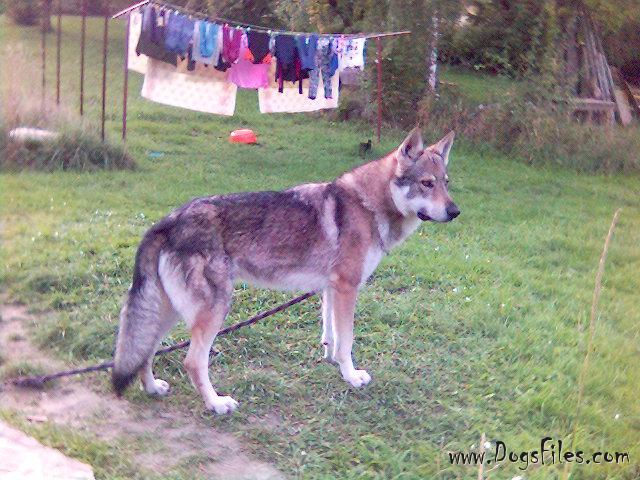 Dog Photo