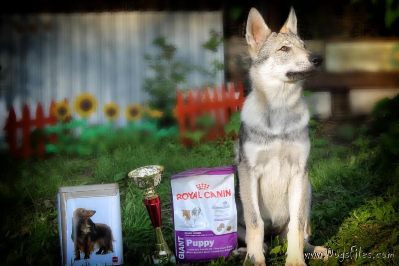 Dog Photo