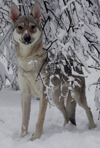 Dog Photo
