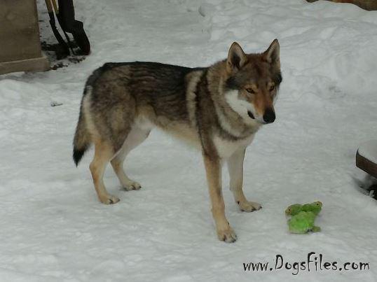 Dog Photo