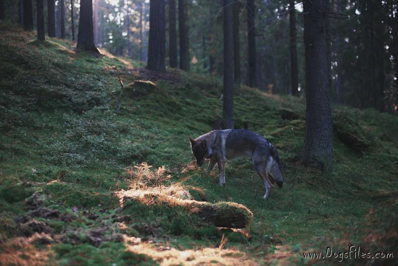 Dog Photo