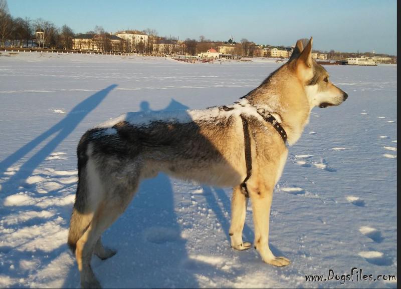Dog Photo