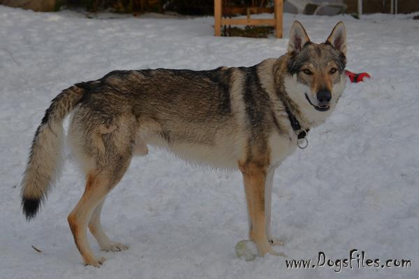 Dog Photo