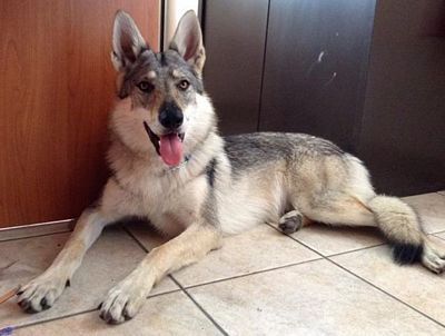 Dog Photo