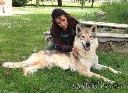Dog Photo