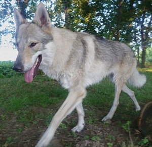 Dog Photo