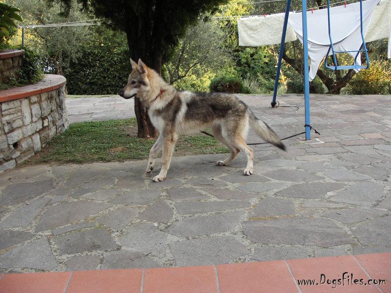Dog Photo
