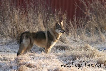 Dog Photo