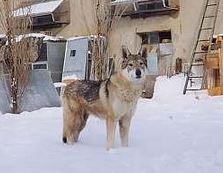 Dog Photo