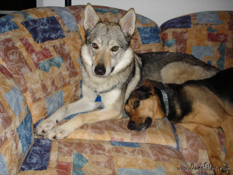 Dog Photo