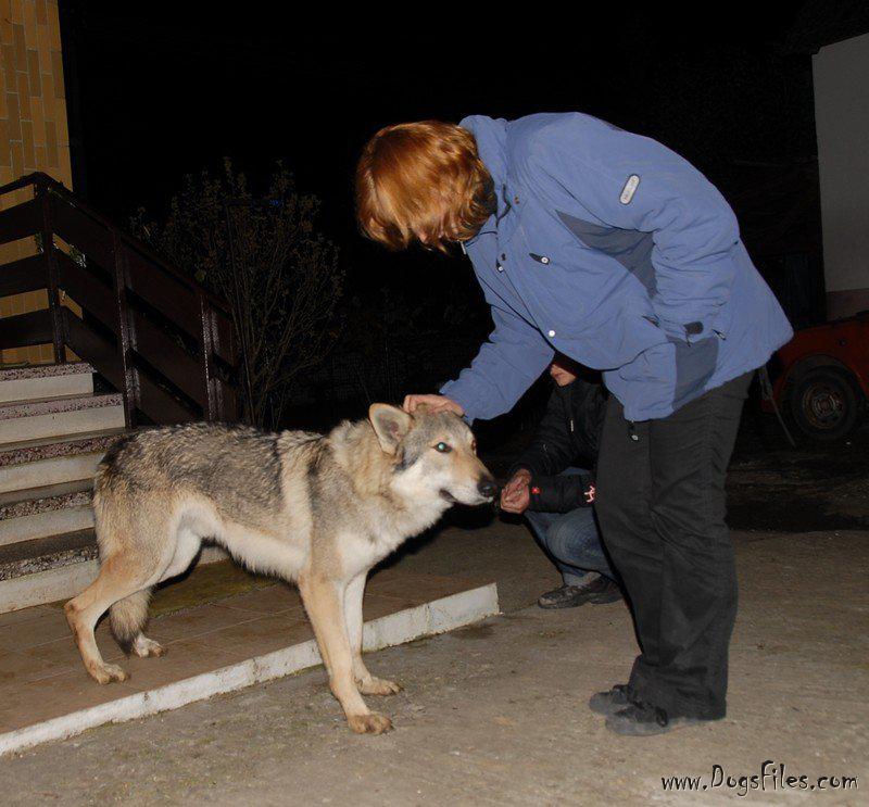 Dog Photo