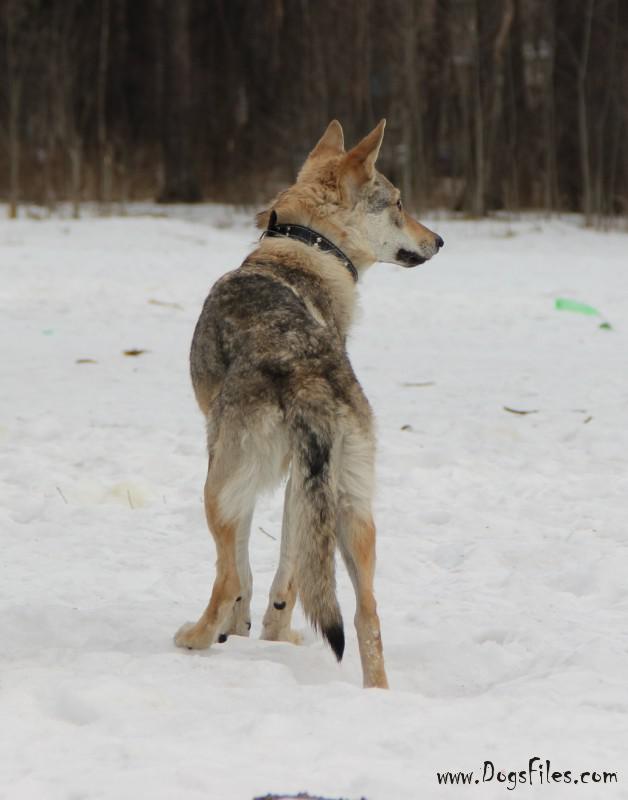 Dog Photo