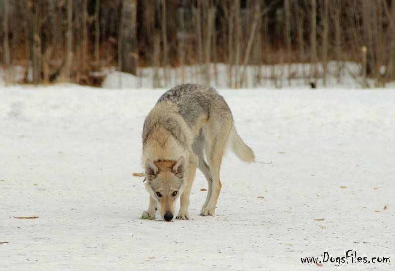 Dog Photo